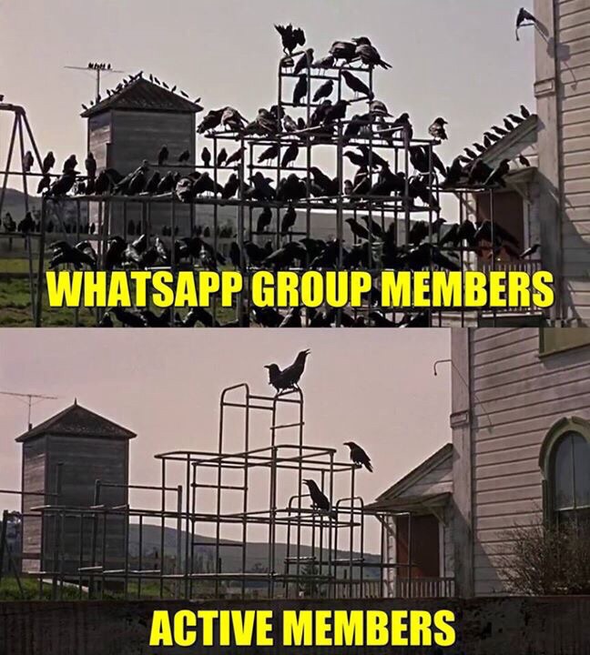 Whatsapp active group member