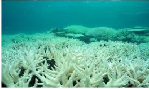 Ocean acidification impact on coral reef 